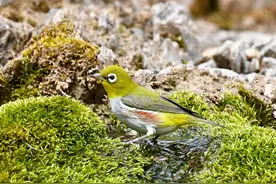 萌动又可爱！这个“小小鸟”首次现身贺兰山，系国家二级保护野生动物！图片