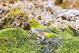 贺兰山首次发现红胁绣眼鸟图片