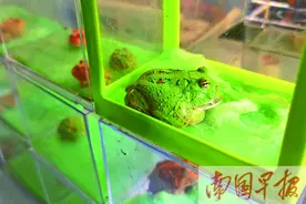 养守宫、养角蛙、养刺猬……异宠受宠，饲养还须谨慎图片