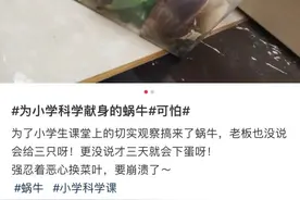 新版“买椟还珠”，买篮子就为了要点小石子，妈妈们神操作只为完成娃的一项作业图片