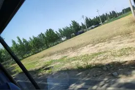 青未了｜又见小麦香图片