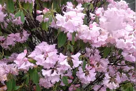 川渝好风光丨邂逅川西的满山杜鹃图片