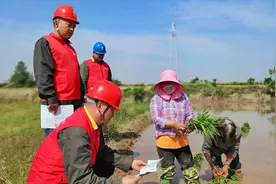 收麦插秧两头忙，保电“三夏”强护航图片