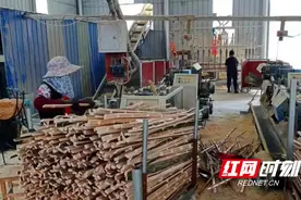 衡阳县：楠竹“生”金 铺就“致富路”图片