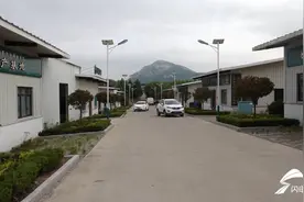 日照岚山区巨峰镇：年产干茶4500吨 打造茶叶加工示范区引领生产标准图片