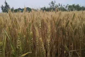 五律 孟夏吟（诗九首）图片