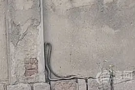 青岛一社区两米长蛇出没 老旧院墙裂缝成“蛇洞”图片