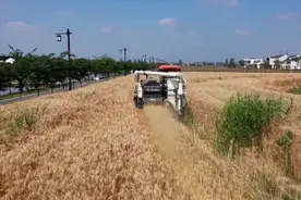 小满过后农事忙，麦粒渐满始收割图片