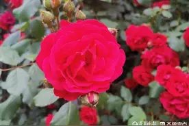 北芳‖小满帖图片