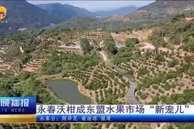 永春沃柑成东盟水果市场“新宠儿”图片