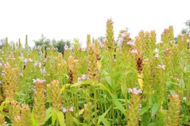 【养生堂】今日17:25播出《李时珍诞辰505年特别节目——李时珍的传世名方》图片