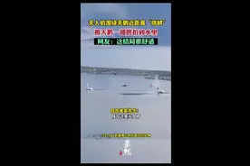 无人机围绕天鹅近距离“挑衅”，被天鹅一翅膀拍到水里，网友：这结局很舒适图片