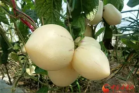 “取经”路上的“人参果” 引种兰州榆中马坡乡图片