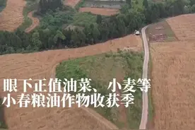 30秒｜航拍看丰收 四川西充40万亩小春作物迎机械化收割图片