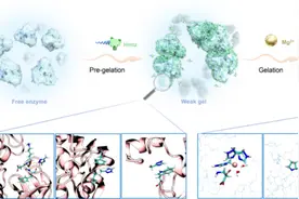 水凝胶固定化酶研究获进展图片