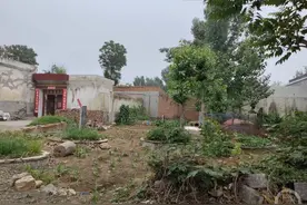 探访掏鸟案发生现场：有鸟窝的树早已被砍，案发后周边再无人敢掏鸟窝图片