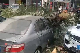 花吹落  树吹倒  狂风大作闯祸知多少图片
