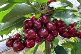 大樱桃吃到撑，是种啥体验？图片