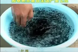 好山好水育好“苗” | 阳春鳜鱼苗占全国产量七成图片