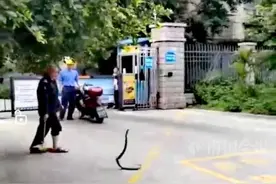 柳州这小区惊现1米多长蛇！保安和它搏斗时，突然跳起攻击！图片