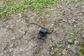 1岁4个月幼儿误把眼镜蛇当玩具，伸手一摸……图片