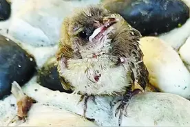 发现落单幼鸟，救不救？图片