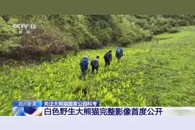 国宝“卸妆”什么样？罕见白色野生大熊猫完整影像首公开图片