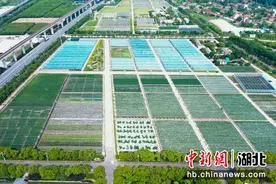 2023年武汉种业博览会6月2日启幕图片