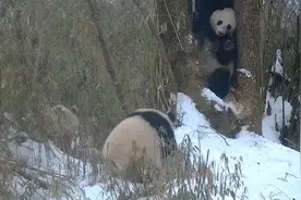 拍到了！全球唯一白色大熊猫疑似与母亲同框图片
