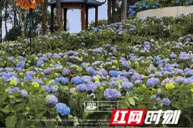 周末去哪玩？长沙这处现实版“莫奈花园”不要错过图片