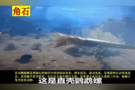 科普讲座进校园：从化石看地球历任生物霸主变迁图片