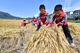 夏收田间学农事，湖北保康学生劳动实践课开进麦田里图片