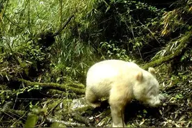 热点｜完整影像首次公开！国宝“卸妆”，长这样→图片