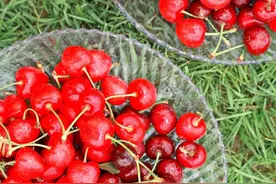 京城5家国营樱桃园迎来最佳采摘期，还有不少特色活动图片