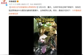 狗狗为护农被豪猪扎得满身刺，网友：勇敢的毛孩子图片
