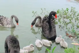 六胞胎！苏州这对“网红夫妻”火了！图片