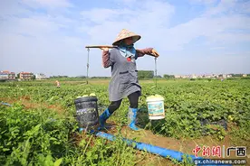 贵港市港南区：香瓜喜获丰收图片