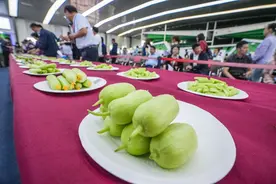 2023京津冀鲜食番茄黄瓜擂台赛开赛，看糖度还要比拼糖酸比图片