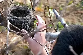 潮评丨“大学生掏鸟案”当事人刑满释放 反思不能停息图片