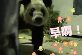 丫丫回国后的表情变化图片