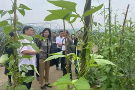 豇豆减药控残，江津菜农有“妙招”图片