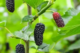 乌发明目，补肝益肾，润燥通肠，民间圣果“绝绝紫”上市，吃一口“葚”是欢喜！图片