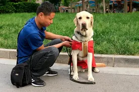 “阿布，你是我的眼！” 它，是石家庄第一只导盲犬图片