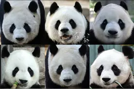快来认认！北京动物园大熊猫最新全家福图片