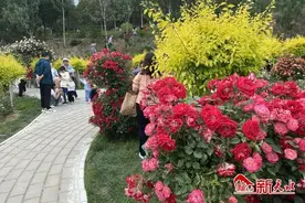 北山月季花正艳图片