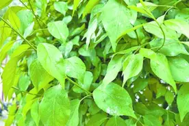 西宁这些行道树滴油？究竟咋回事？图片