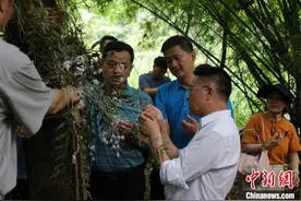 广东推动珍稀濒危植物“始兴石斛”回归野外图片