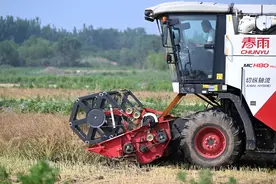 （经济）千亩油菜籽 集中收割忙图片