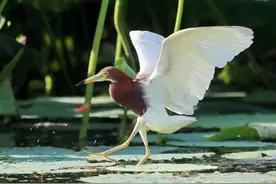 果实累累，月湖公园成夏候鸟大型补给站图片