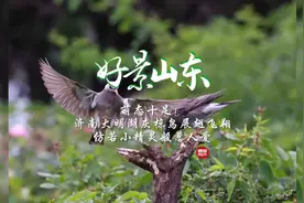 5月29日最佳情报图片